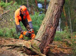 Best Commercial Tree Services  in Edgewood, OH