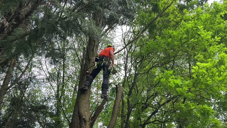 Best Arborist Consultation Services  in Edgewood, OH