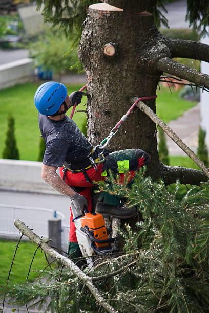 Best Tree Risk Assessment  in Edgewood, OH