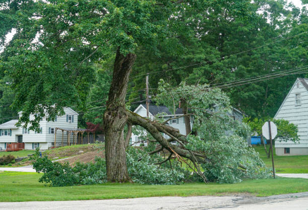 Professional Tree Services in Edgewood, OH