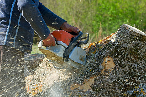 Best Hedge Trimming  in Edgewood, OH